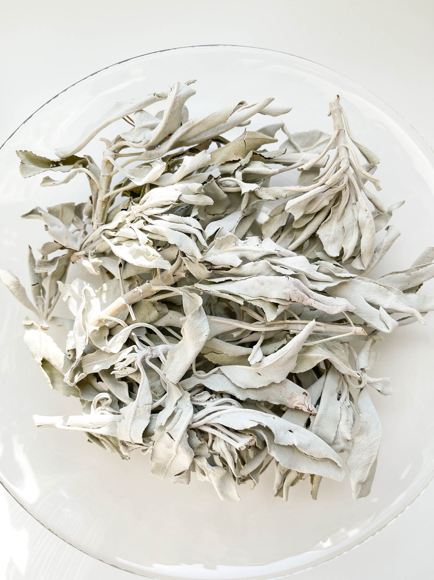 WHITE SAGE BULK | Salvia apiana