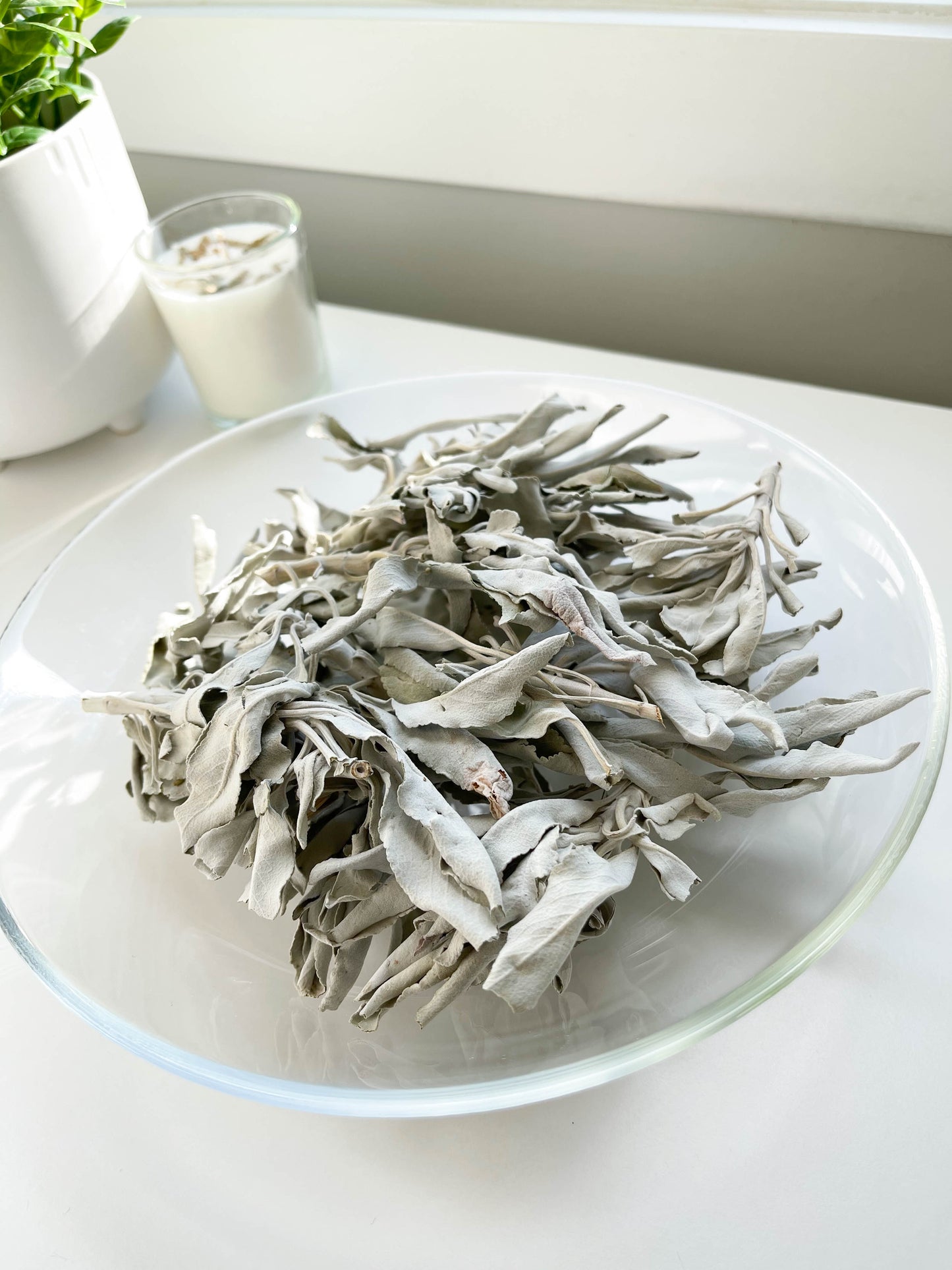 WHITE SAGE BULK | Salvia apiana
